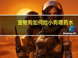宠物狗如何给小狗喂药水