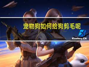 宠物狗如何给狗剪毛呢