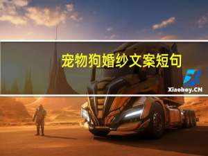 宠物狗婚纱文案短句