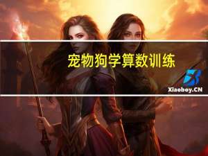 宠物狗学算数训练