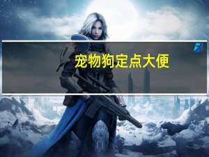 宠物狗定点大便