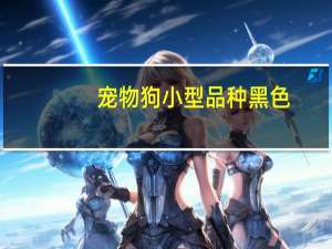 宠物狗小型品种黑色