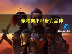 宠物狗小型贵宾品种