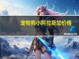 宠物狗小阿拉斯加价格