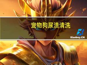 宠物狗尿渍清洗