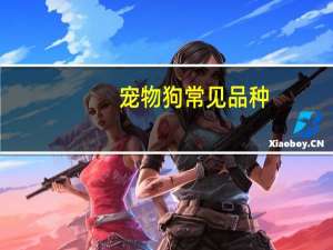 宠物狗常见品种