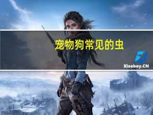 宠物狗常见的虫