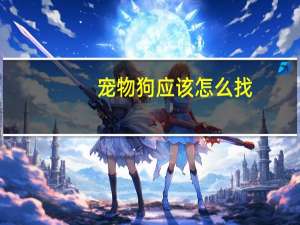 宠物狗应该怎么找