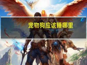 宠物狗应该睡哪里