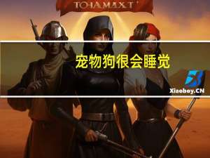 宠物狗很会睡觉