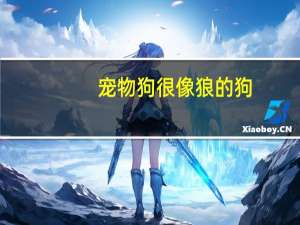 宠物狗很像狼的狗