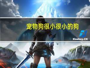 宠物狗很小很小的狗