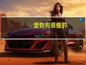 宠物狗很瘦的