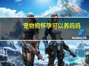 宠物狗怀孕可以养吗吗