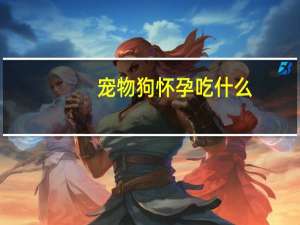 宠物狗怀孕吃什么