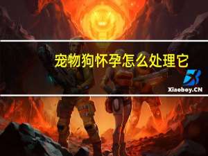 宠物狗怀孕怎么处理它