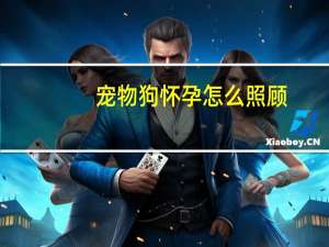 宠物狗怀孕怎么照顾