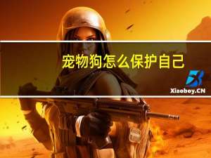 宠物狗怎么保护自己