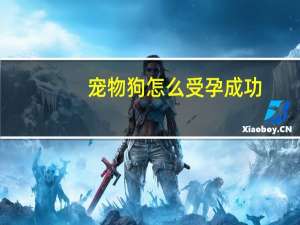 宠物狗怎么受孕成功