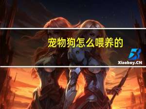 宠物狗怎么喂养的