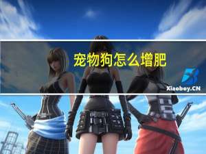 宠物狗怎么增肥
