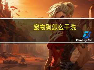 宠物狗怎么干洗