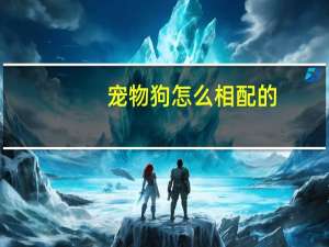宠物狗怎么相配的