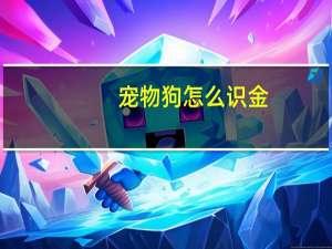 宠物狗怎么识金