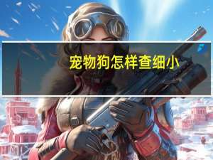 宠物狗怎样查细小