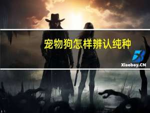 宠物狗怎样辨认纯种