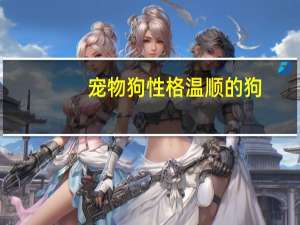 宠物狗性格温顺的狗