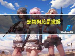 宠物狗总是撒娇