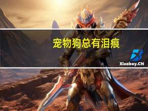 宠物狗总有泪痕