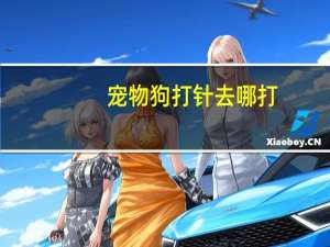 宠物狗打针去哪打