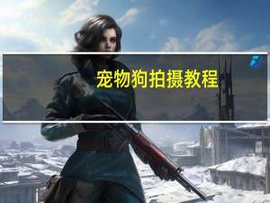 宠物狗拍摄教程