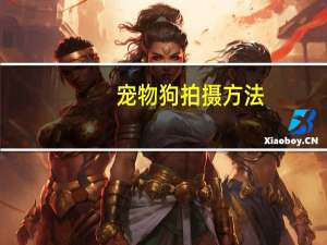 宠物狗拍摄方法
