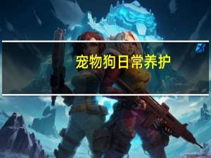 宠物狗日常养护