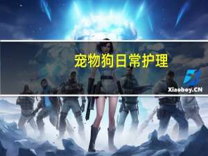 宠物狗日常护理