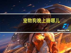 宠物狗晚上睡哪儿