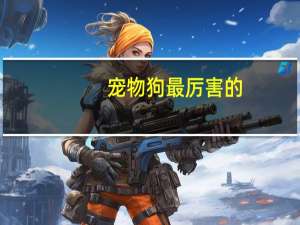 宠物狗最厉害的