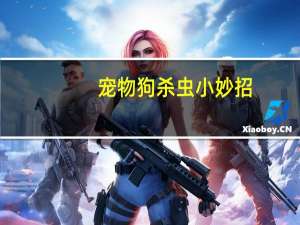 宠物狗杀虫小妙招