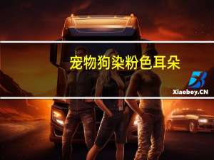 宠物狗染粉色耳朵