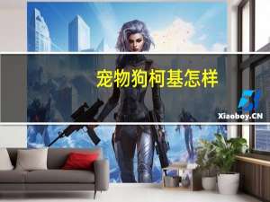 宠物狗柯基怎样