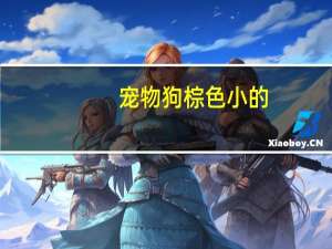 宠物狗棕色小的