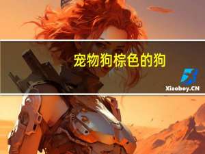 宠物狗棕色的狗