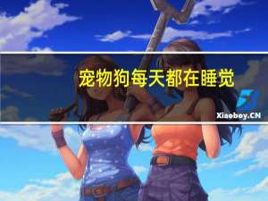 宠物狗每天都在睡觉
