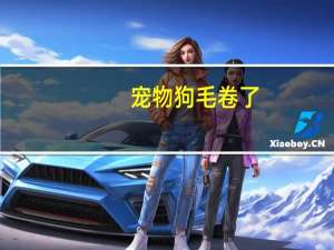 宠物狗毛卷了