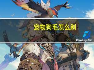 宠物狗毛怎么剃