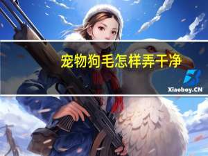 宠物狗毛怎样弄干净