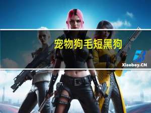宠物狗毛短黑狗